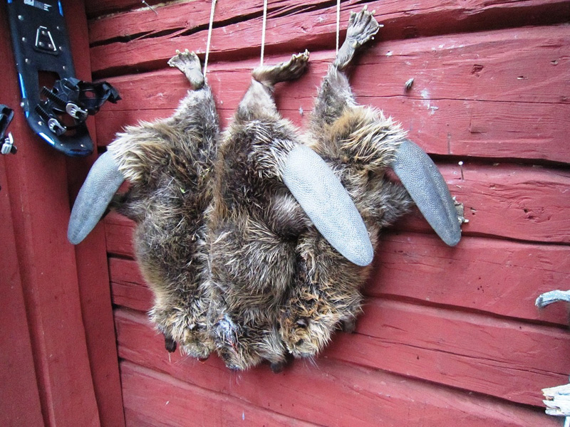 Hódvadászat Svédország