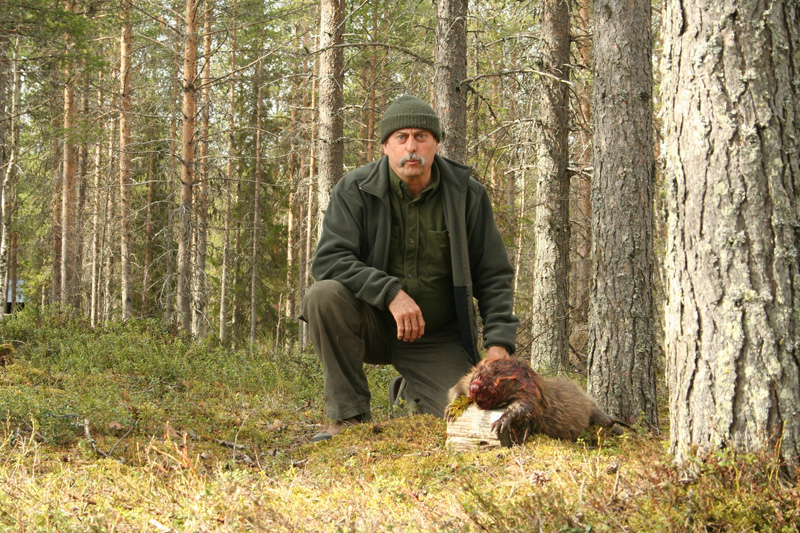 Hódvadászat Svédország