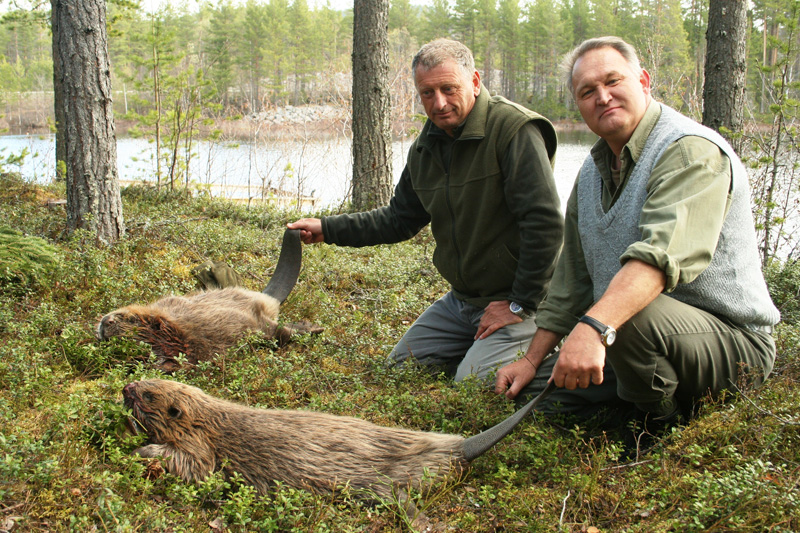 Hódvadászat Svédország