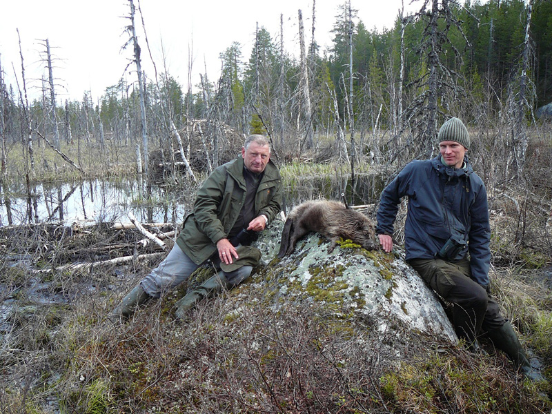 Hódvadászat Svédország