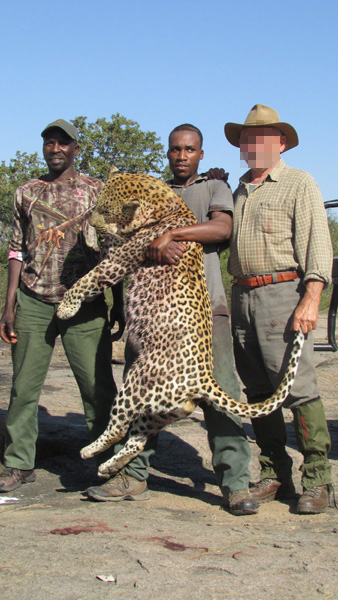 Leopárd vadászat Zimbabwében