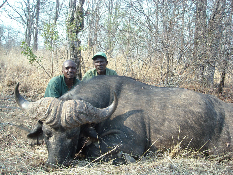 Zimbabwe kafferbivaly vadászat