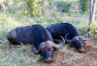 Zimbabwe kafferbivaly vadászat