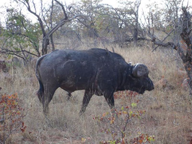Zimbabwe kafferbivaly vadászat