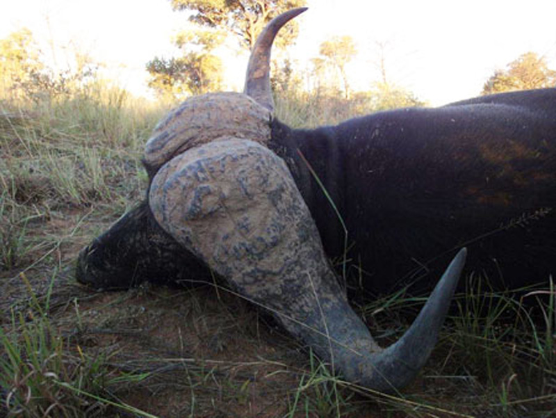 Zimbabwe kafferbivaly vadászat
