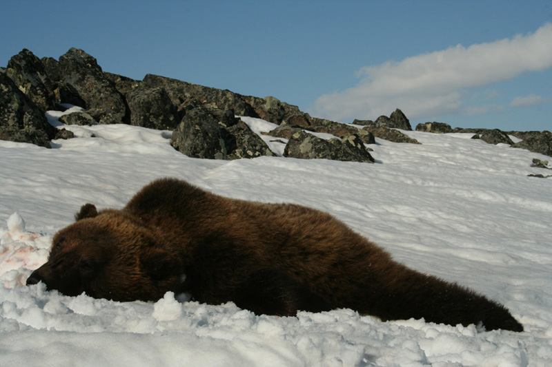 Kamcsatka Barnamedve vadászat