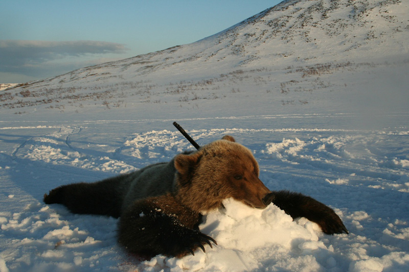 Kamcsatka Barnamedve vadászat