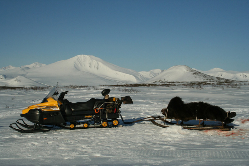 Kamcsatka Barnamedve vadászat
