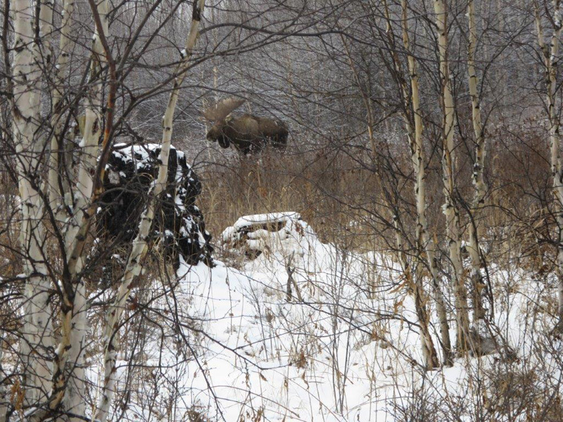 Kamcsatka Jávorszarvas vadászat