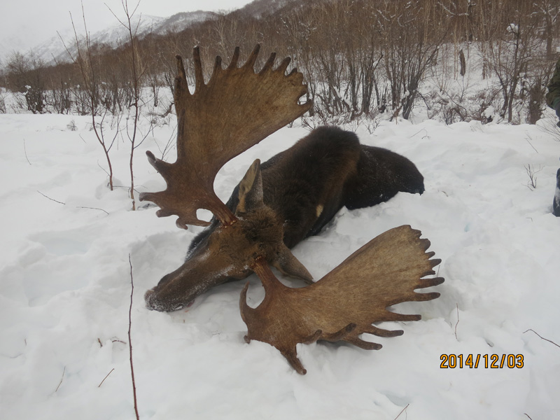 Kamcsatka Jávorszarvas vadászat