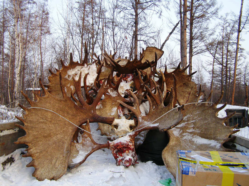 Kamcsatka Jávorszarvas vadászat