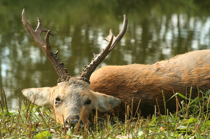 Oroszország Szibériai őzbak vadászat