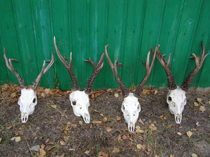 Oroszország Szibériai őzbak vadászat