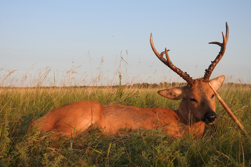 Oroszország Szibériai őzbak vadászat