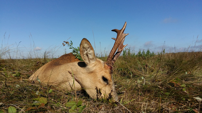 Oroszország Szibériai őzbak vadászat