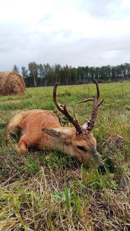 Oroszország Szibériai őzbak vadászat