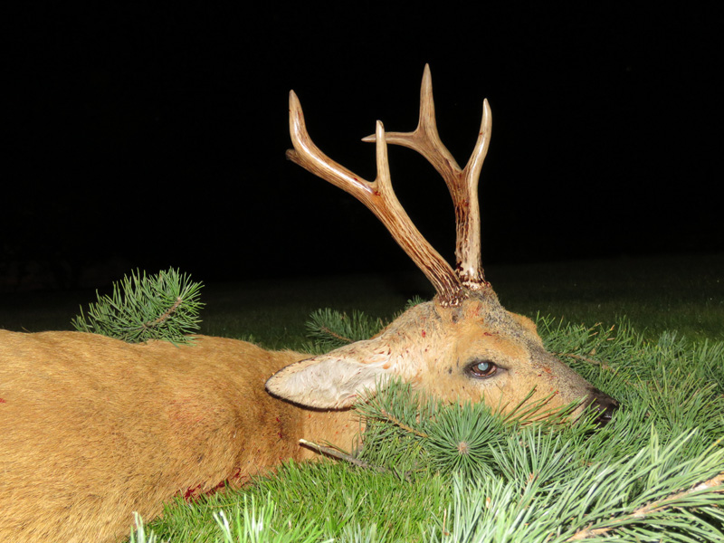 Oroszország Szibériai őzbak vadászat