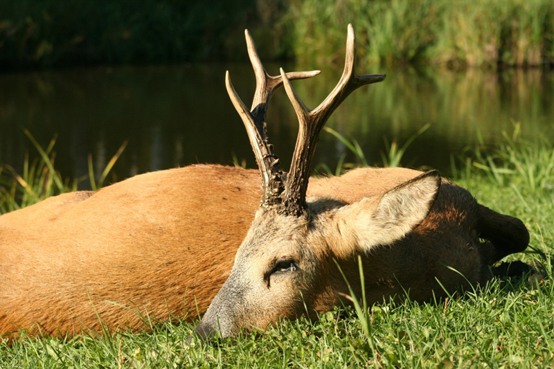 Oroszország Szibériai őzbak vadászat