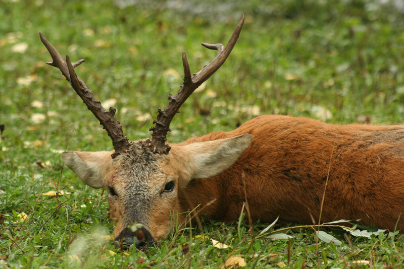 Oroszország Szibériai őzbak vadászat