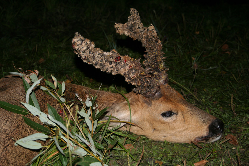 Oroszország Szibériai őzbak vadászat