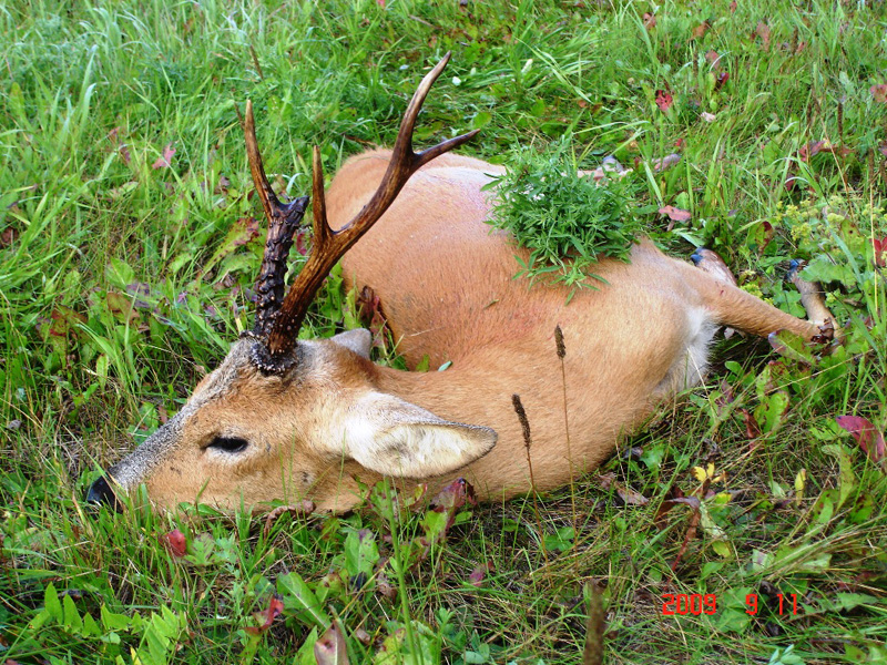 Oroszország Szibériai őzbak vadászat