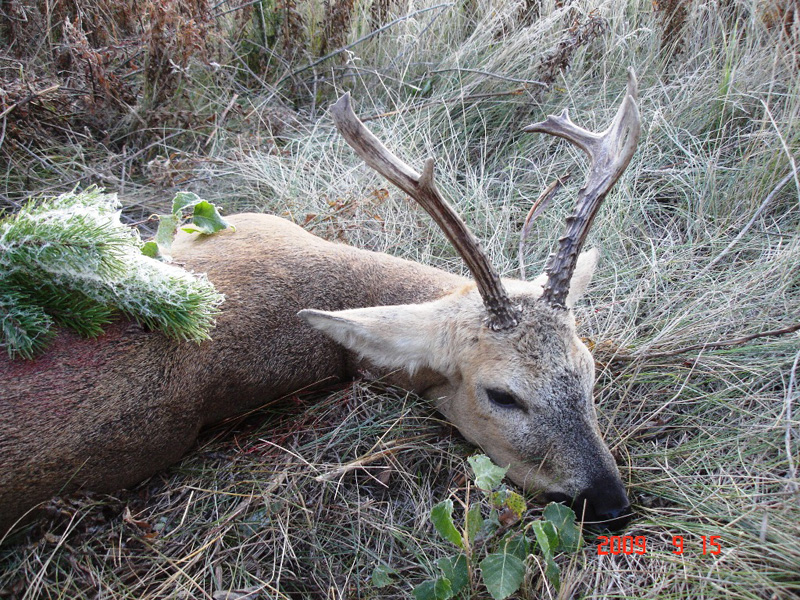 Oroszország Szibériai őzbak vadászat