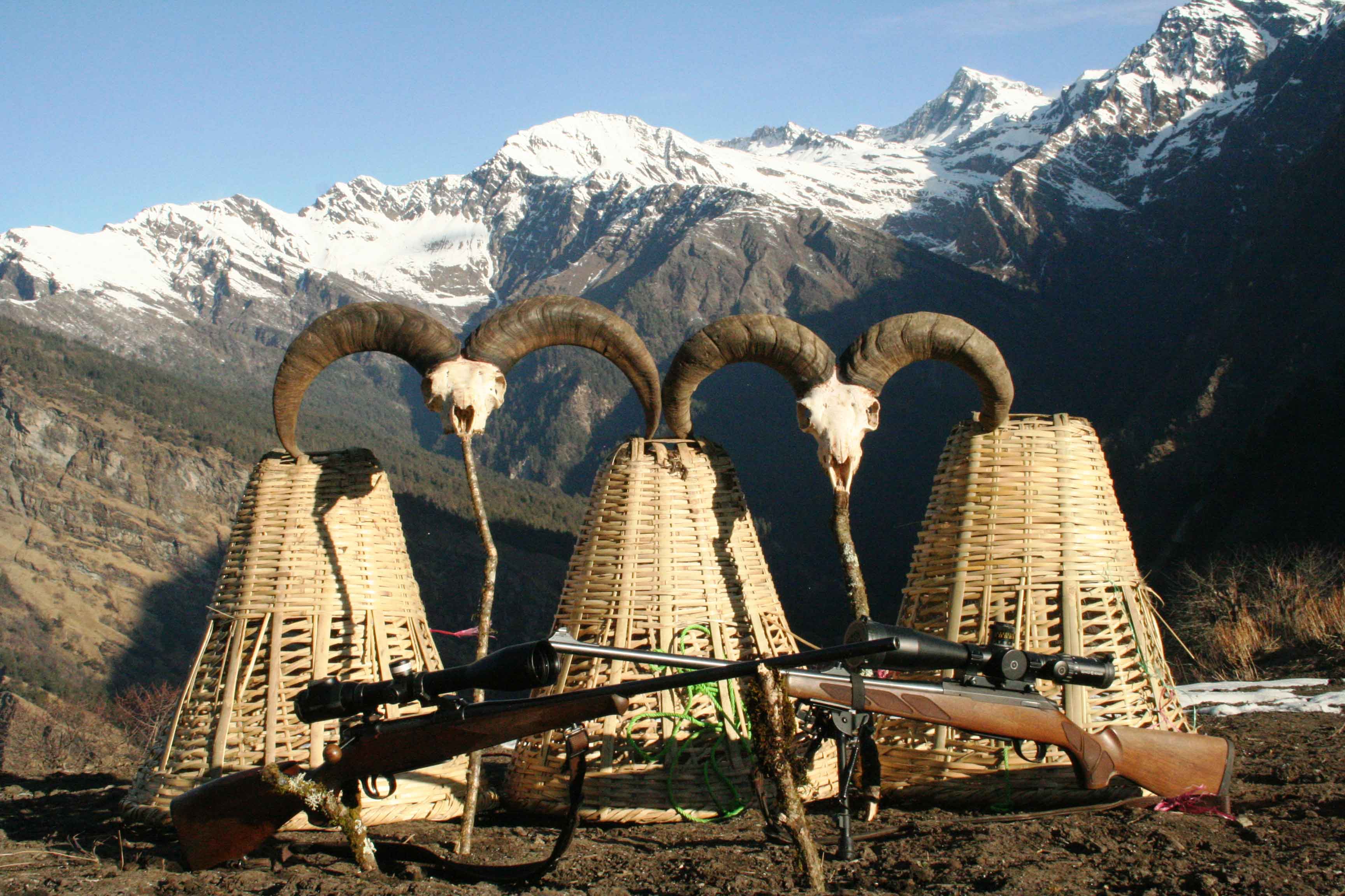 Kék kos vadászat Nepálban