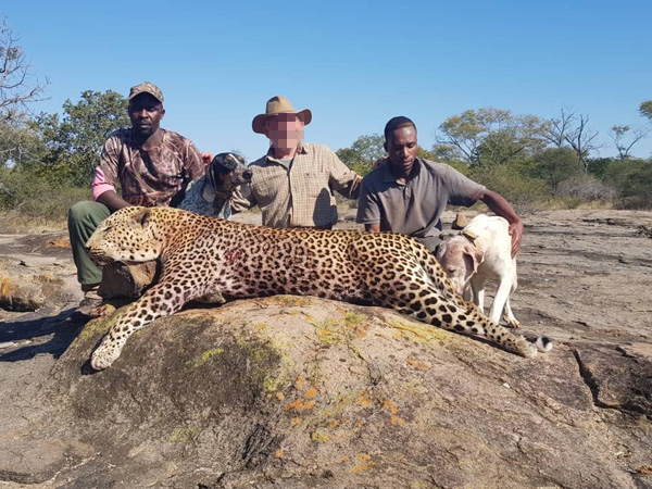 Leopárd vadászat Zimbabwében