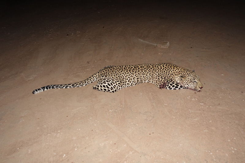 Zimbabwe leopárd vadászat