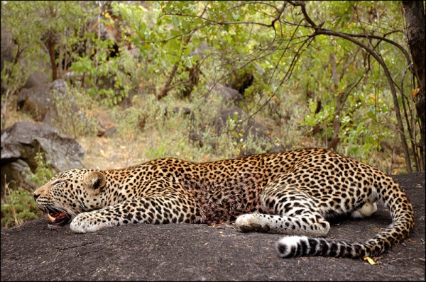 Zimbabwe leopárd vadászat