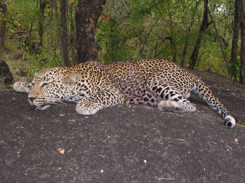 Zimbabwe leopárd vadászat