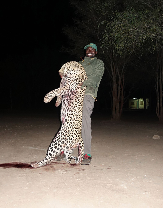 Zimbabwe leopárd vadászat