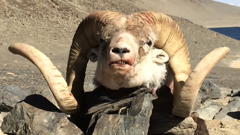 Tádzsikisztán vadászat, marco polo