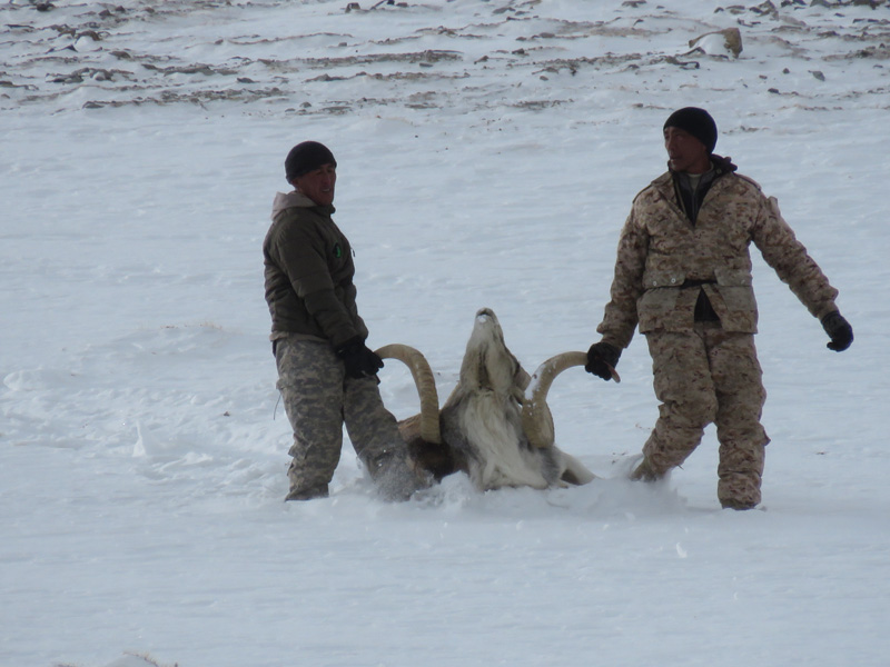 Tádzsikisztán vadászat, marco polo