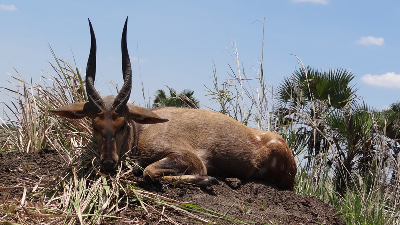 Mozambik kafferbivaly és antilop vadászat