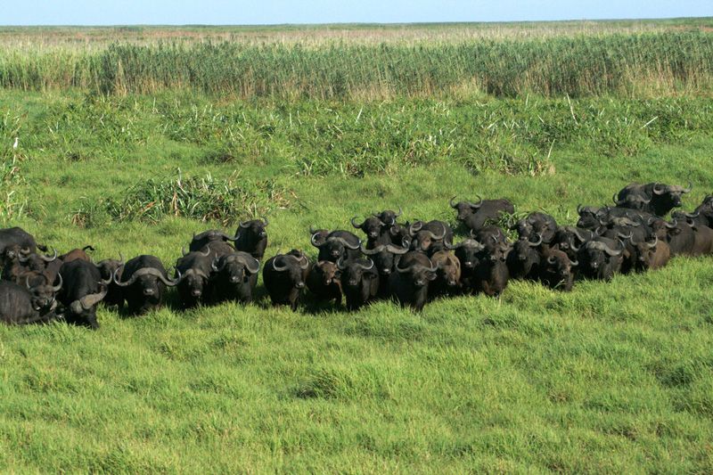 Mozambik kafferbivaly vadászat