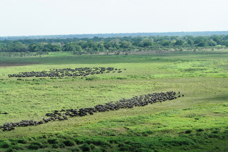 Mozambik kafferbivaly vadászat