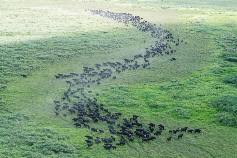 Mozambik kafferbivaly vadászat