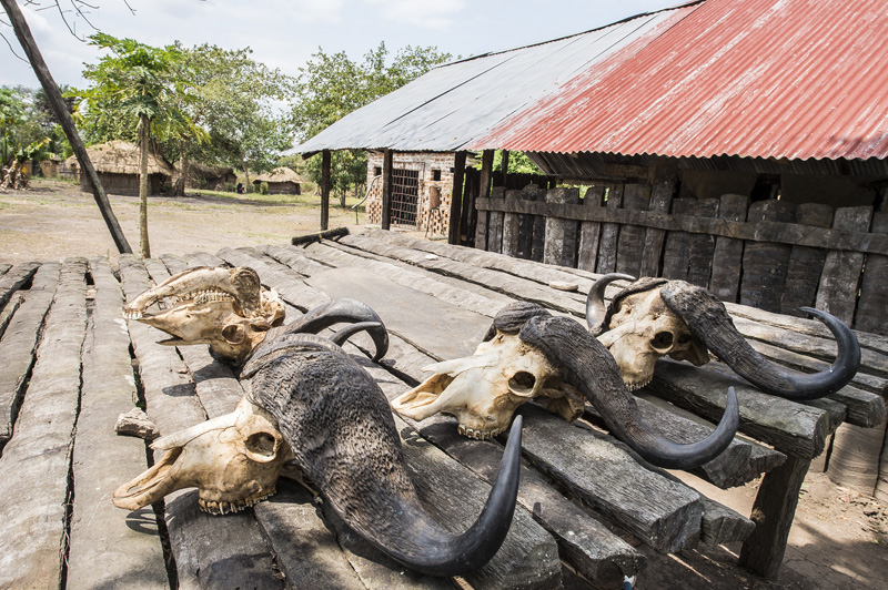 Mozambik kafferbivaly vadászat