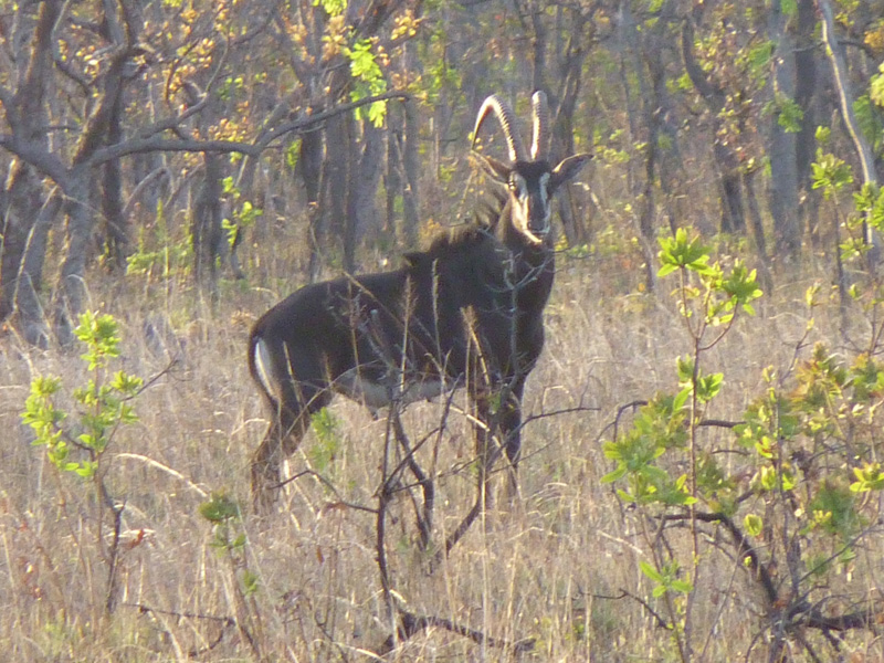 Mozambik kafferbivaly és antilop vadászat