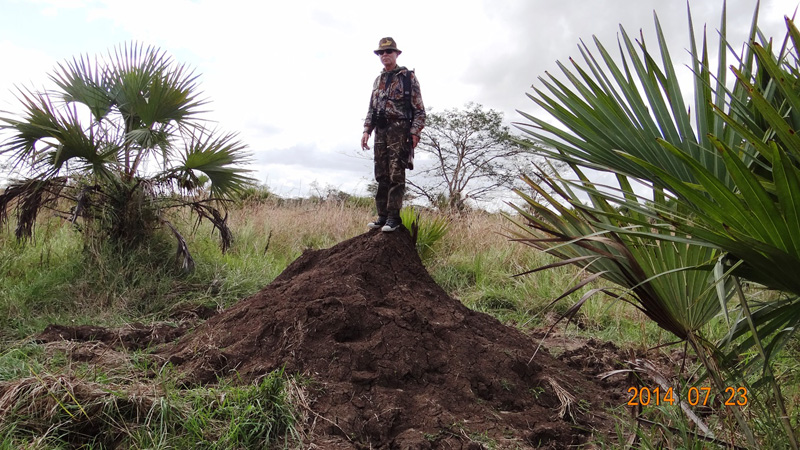 Mozambik kafferbivaly és antilop vadászat