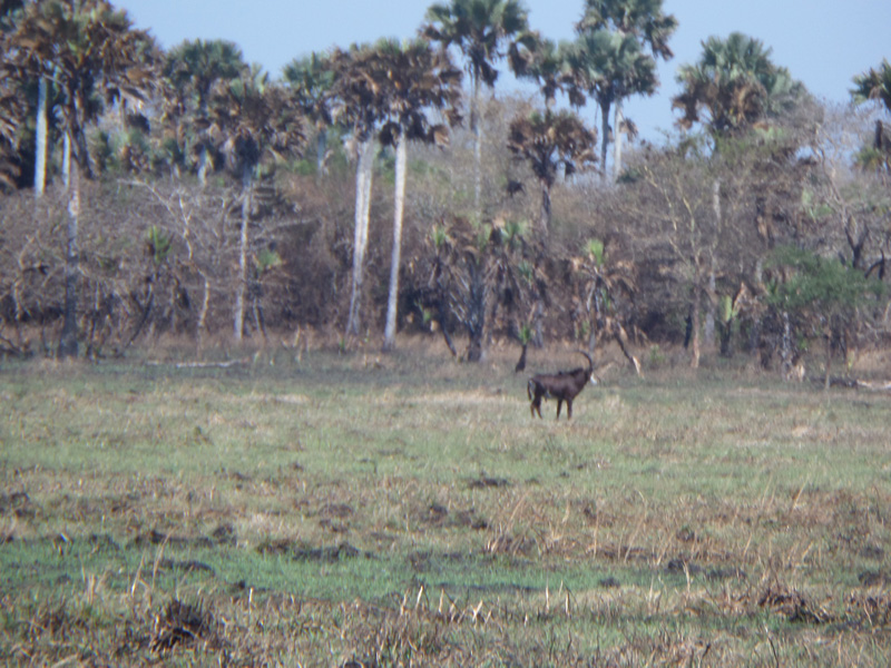 Mozambik kafferbivaly és antilop vadászat