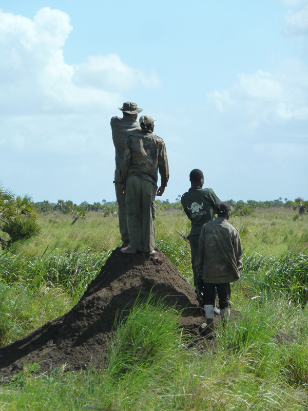 Mozambik kafferbivaly és antilop vadászat