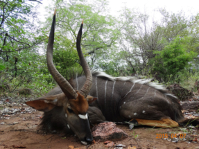 Zimbabwe vadászat