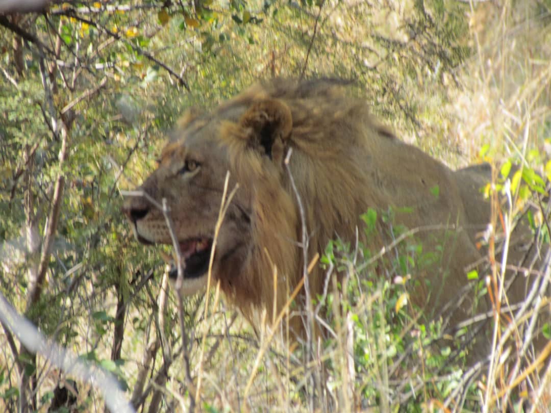 Zimbabwe oroszlán vadászat