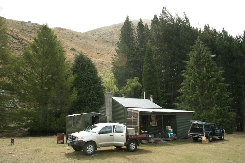 Új-Zéland vadászat, himalájai tahr