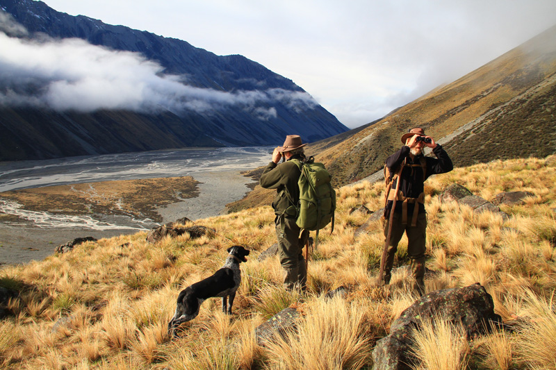 Új-Zéland vadászat, himalájai tahr