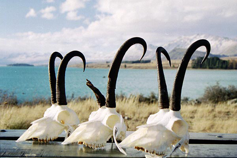 Új-Zéland vadászat, himalájai tahr