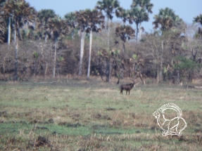 Mozambik kafferbivaly és antilop vadászat