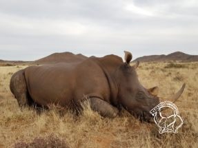 Dél-afrikai Köztársaság - green rhino vadászat